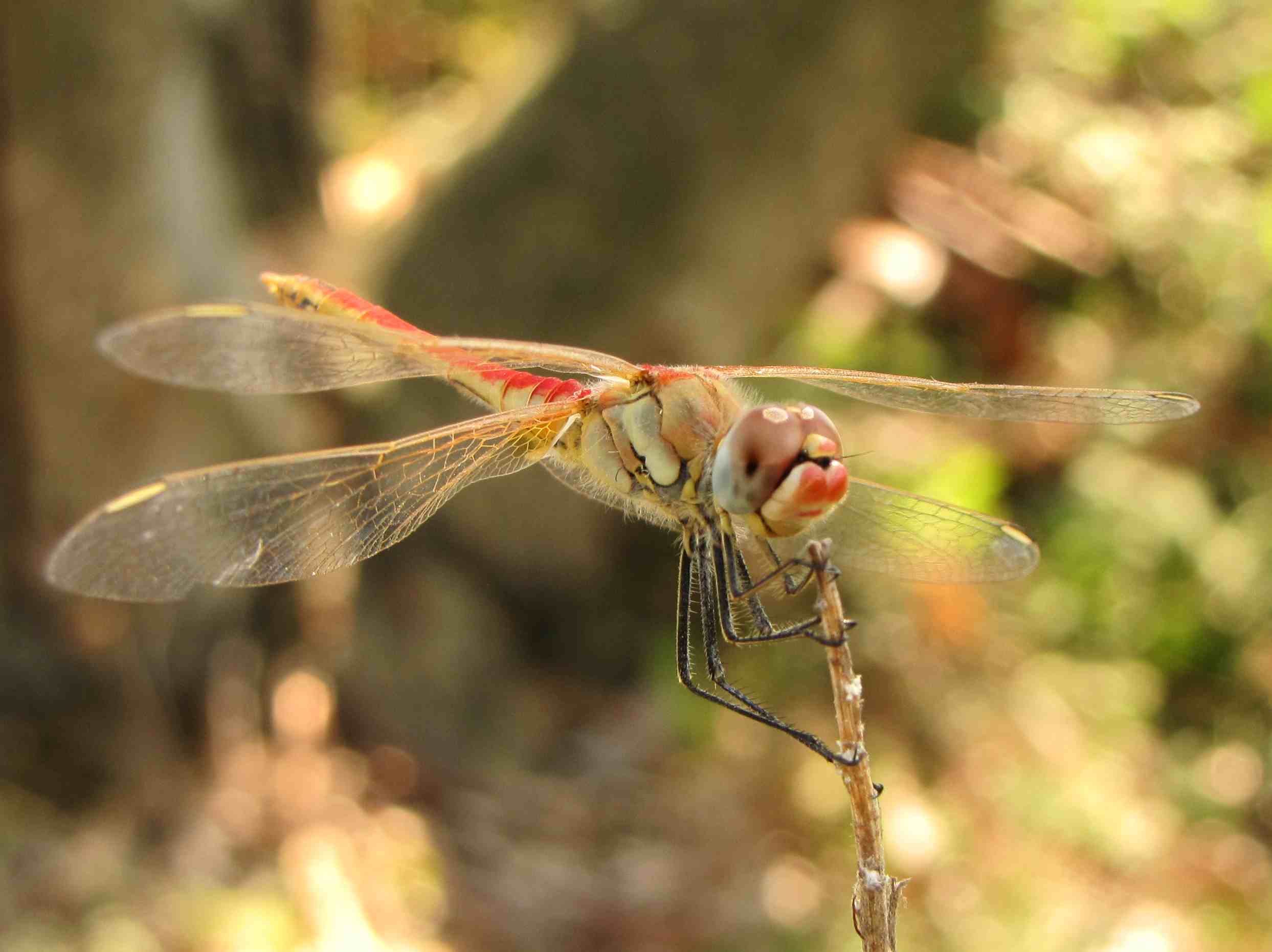femmina - Sympetrum fonscolombei (maschio imm.)